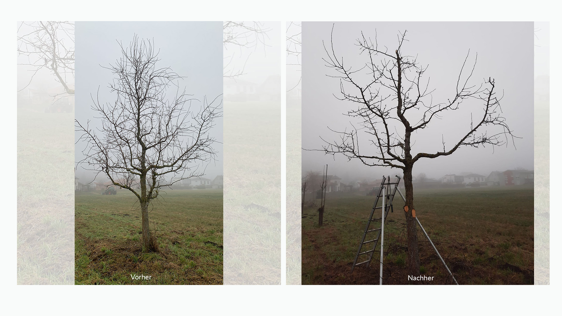 Vorher- und Nachher Bild Obstbaumschnitt